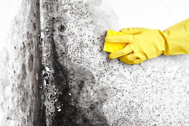 Best Attic Mold Removal  in Countryside, VA