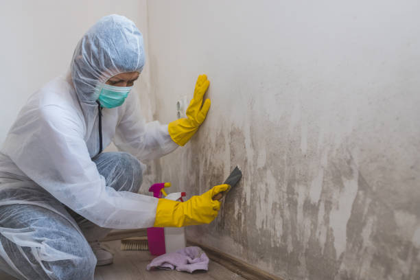 Best Mold Inspection  in Countryside, VA