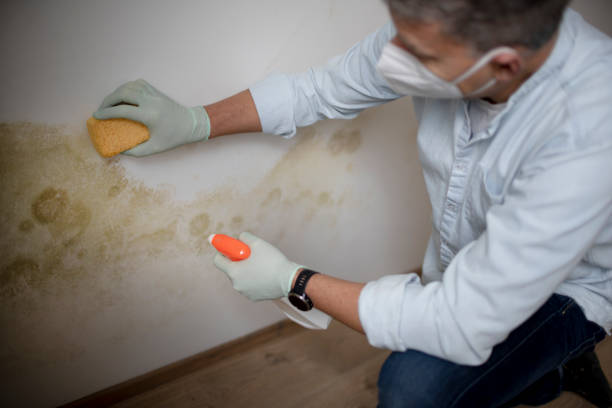 Best Emergency Mold Removal  in Countryside, VA