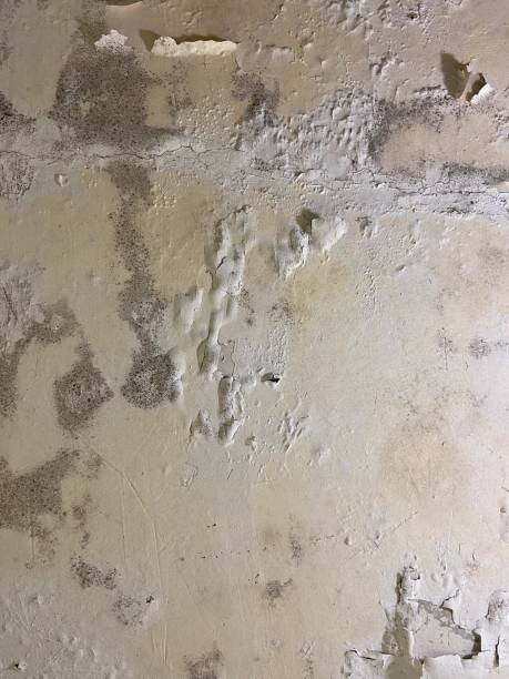 Home Mold Removal in Countryside, VA