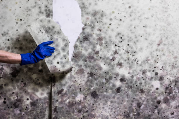 Best Water Damage Restoration  in Countryside, VA